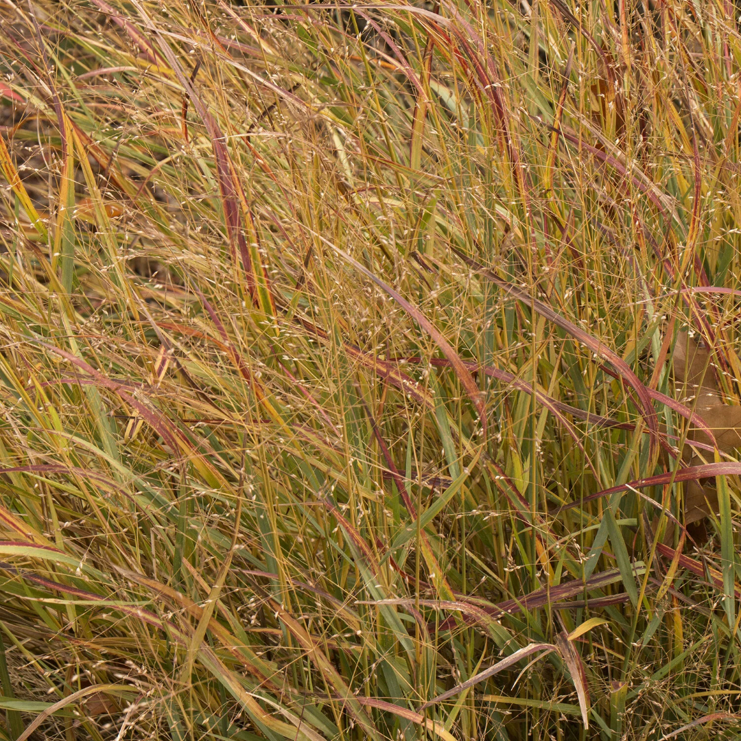 Switch Grass 'Shenandoah'