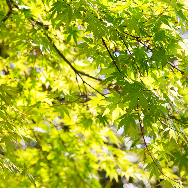 Trees