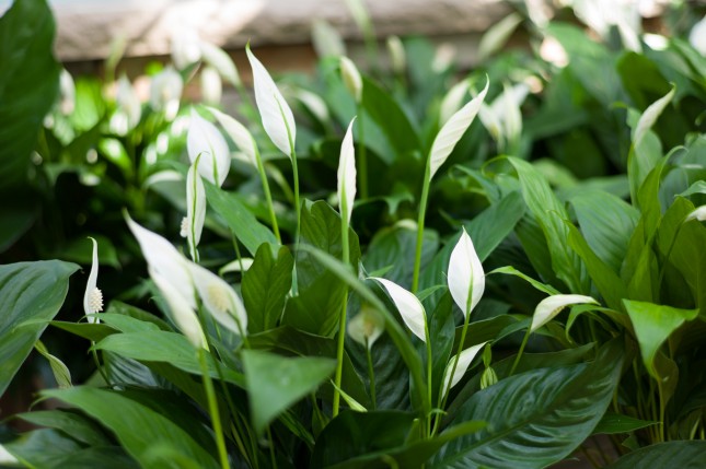 Peace Lily