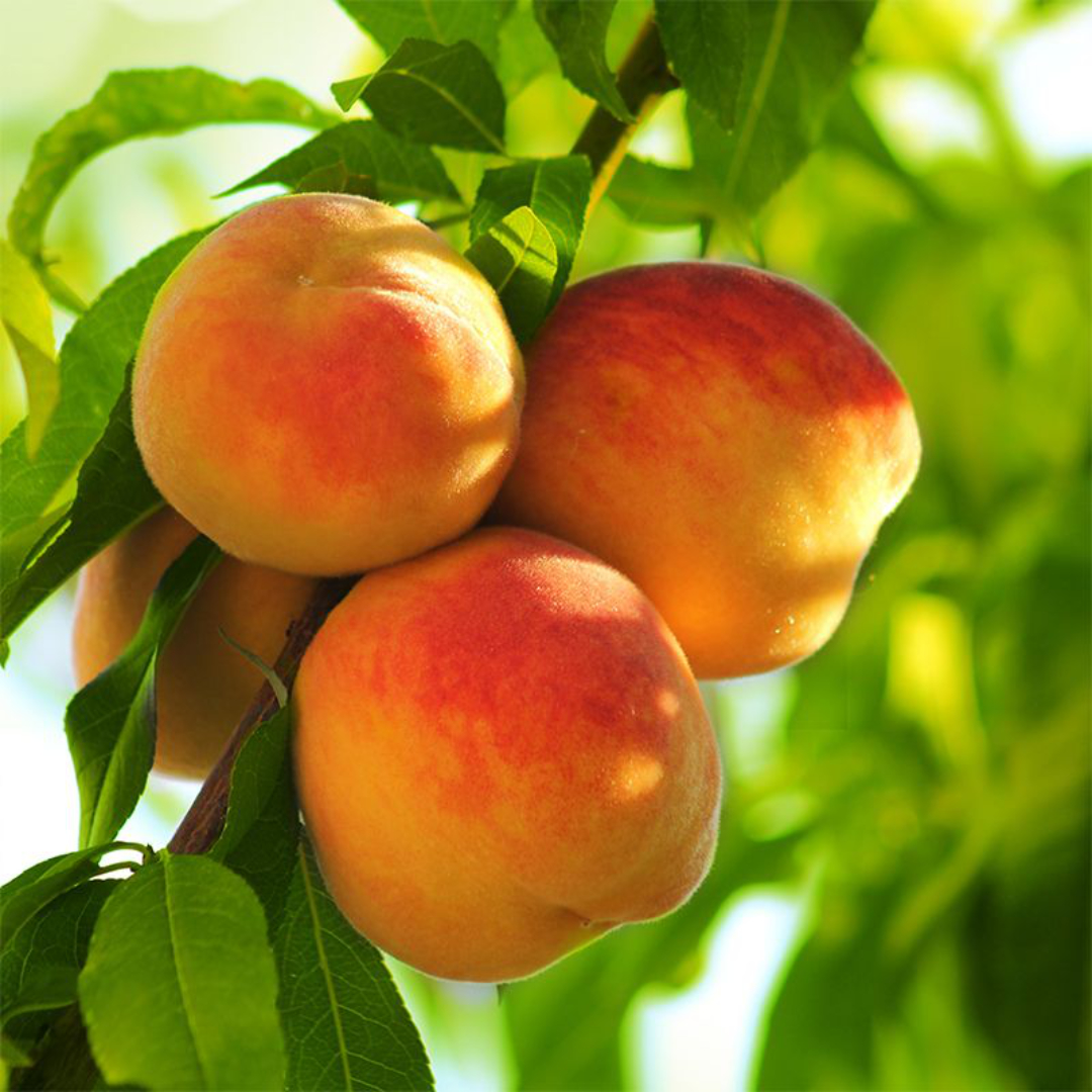 Peach 'Early Elberta'