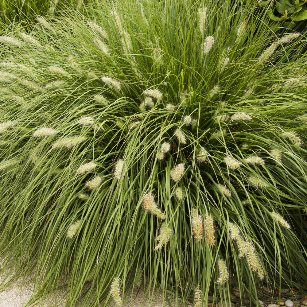 Dwarf Hameln Fountain Grass