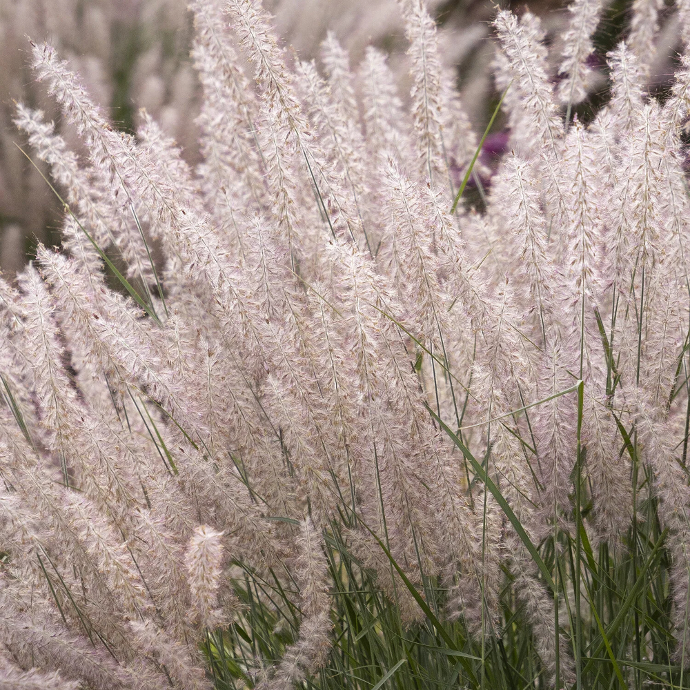 Karley Rose Fountain Grass