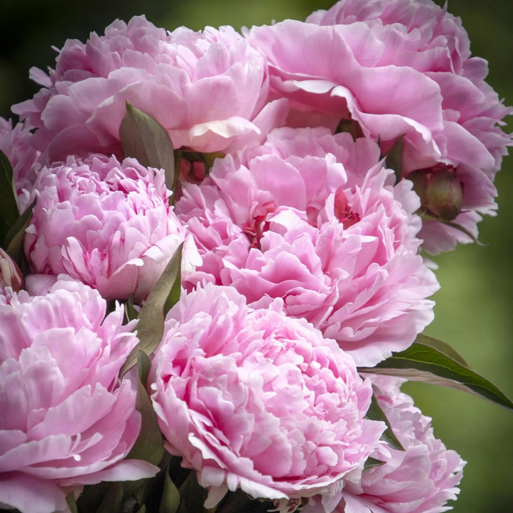 Sarah Bernhardt Peony