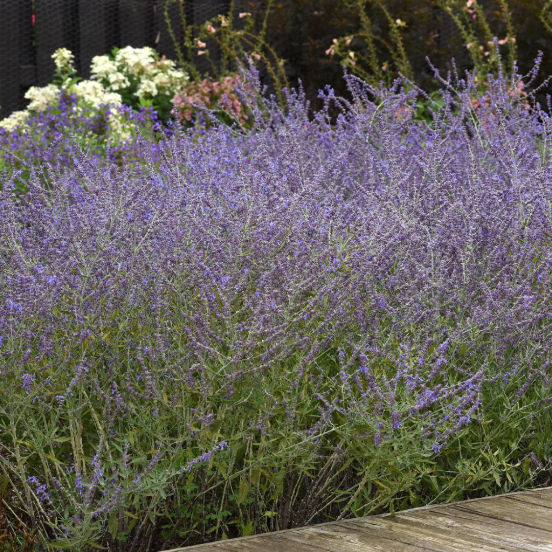 Crazy Blue Russian Sage