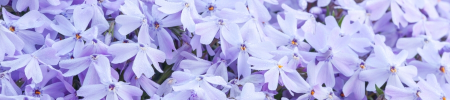 Phlox stolonifera ‘Sherwood Purple’