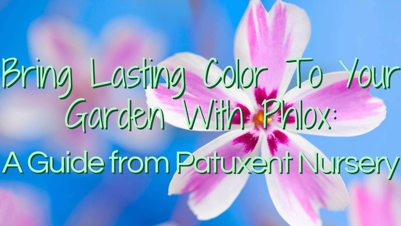 Bring Lasting Color to Your Garden with Phlox