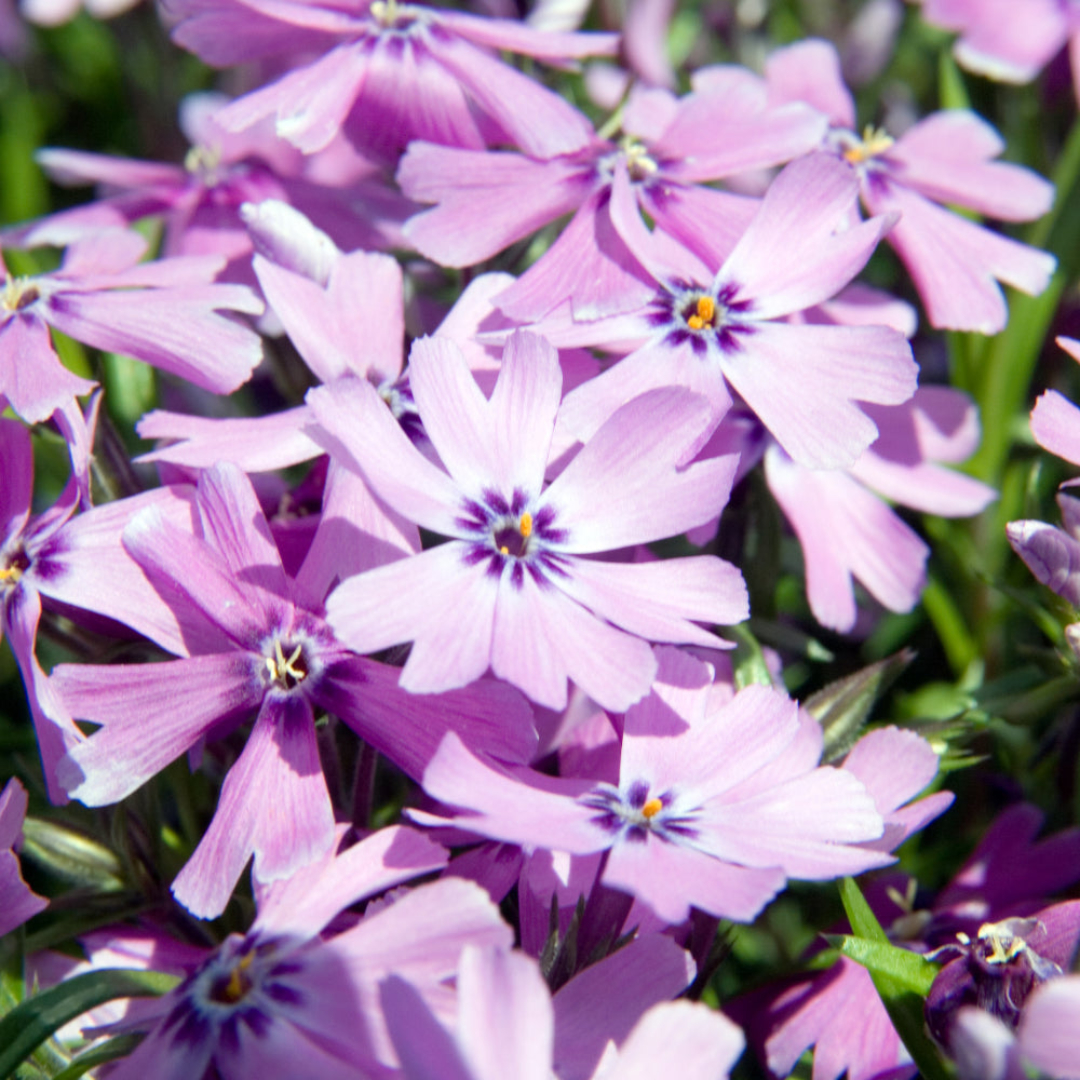 Purple Beauty Creeping Phlox