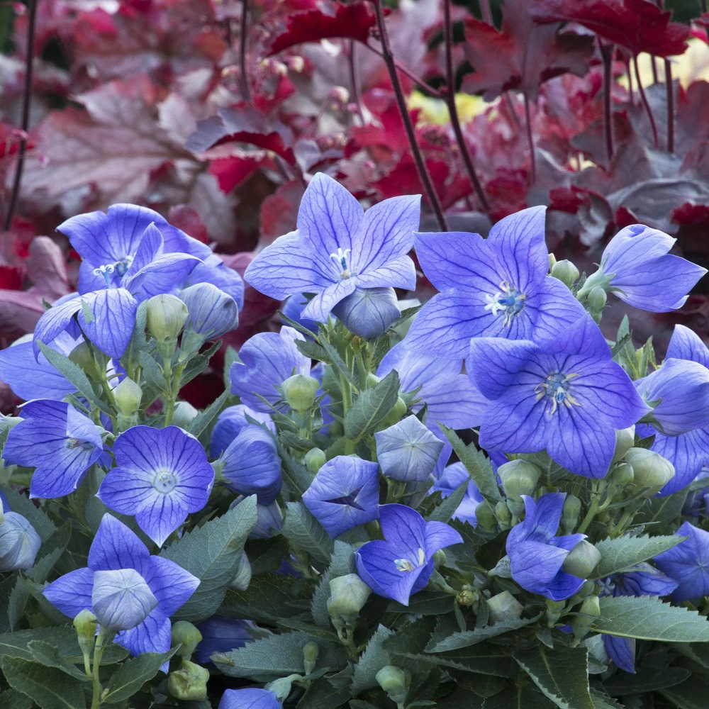 Sentimental Blue Balloon Flower