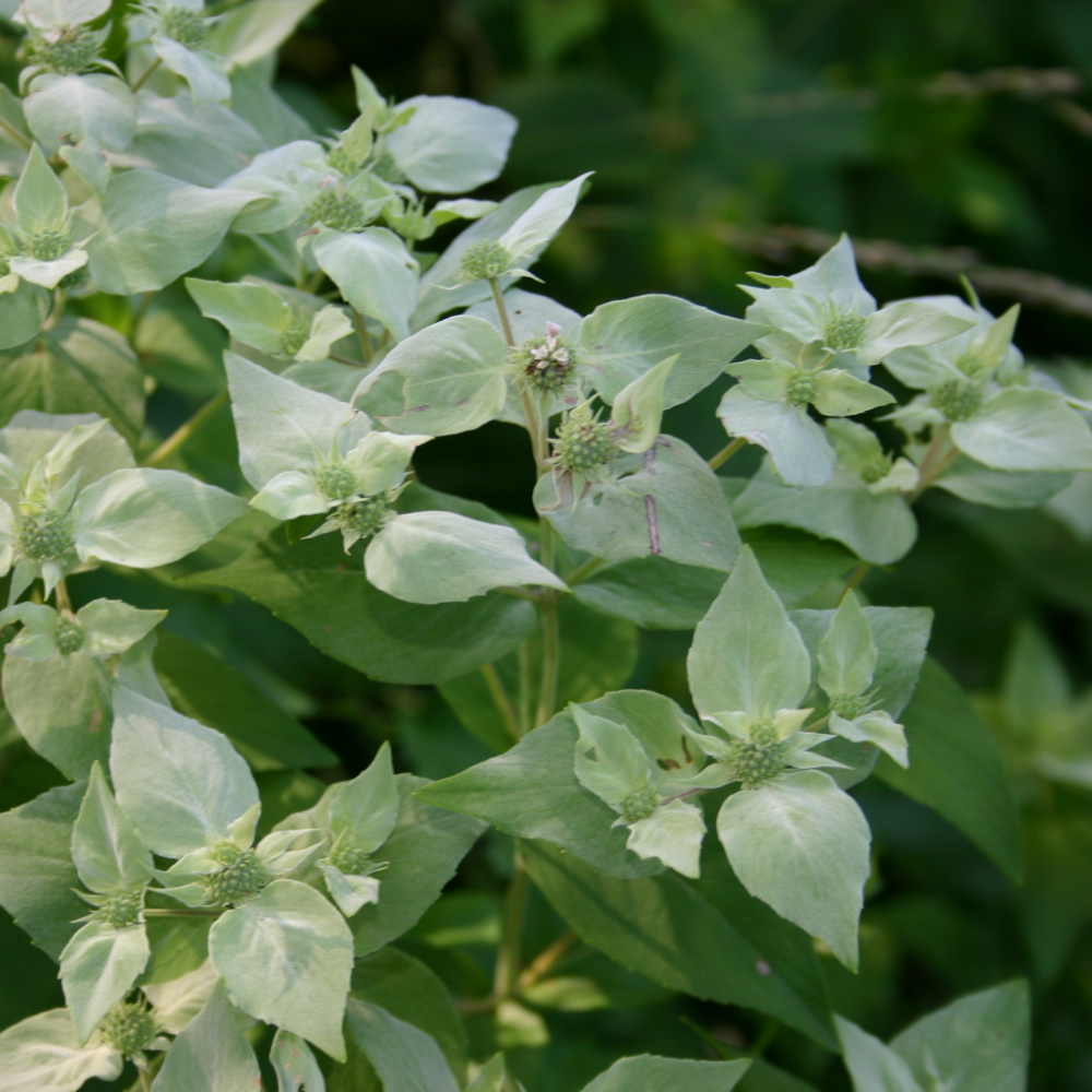 Blunt Mountain Mint