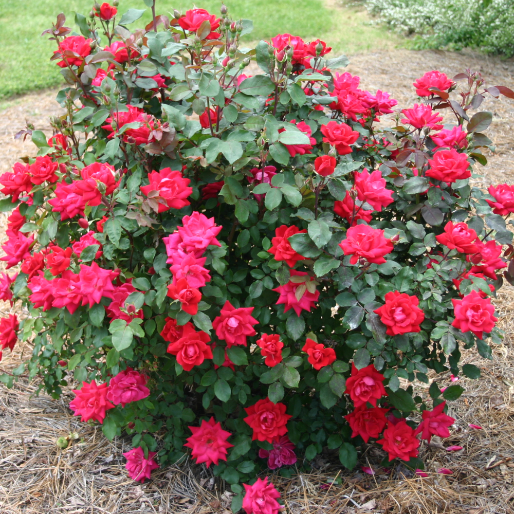 Knock Out® Double Red Rose
