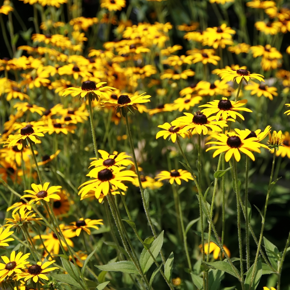Black-Eyed Susan 'Goldsturm'