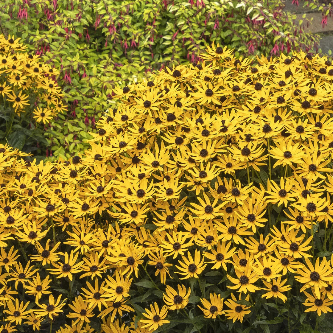 Black-Eyed Susan 'Little Goldstar'