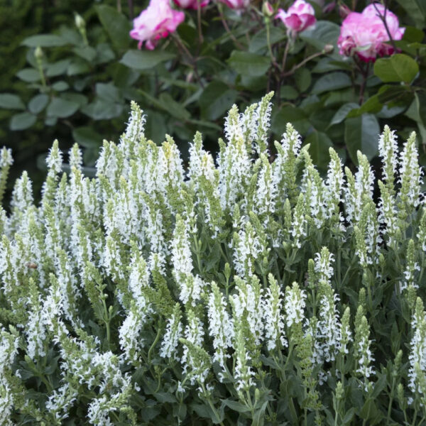 Salvia 'Snow Hill'