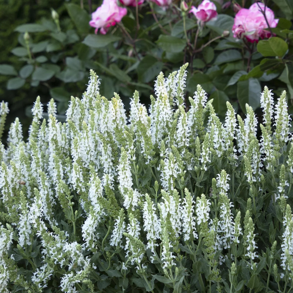 Salvia 'Snow Hill'