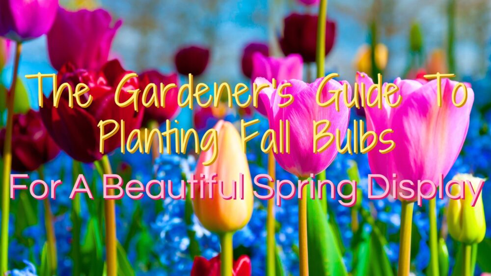 The Gardener’s Guide To Planting Fall Bulbs For A Beautiful Spring Display