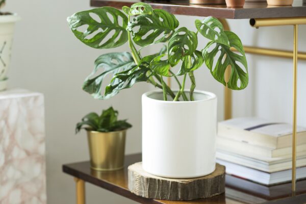 Monstera Adansonii ‘Swiss Cheese Vine’