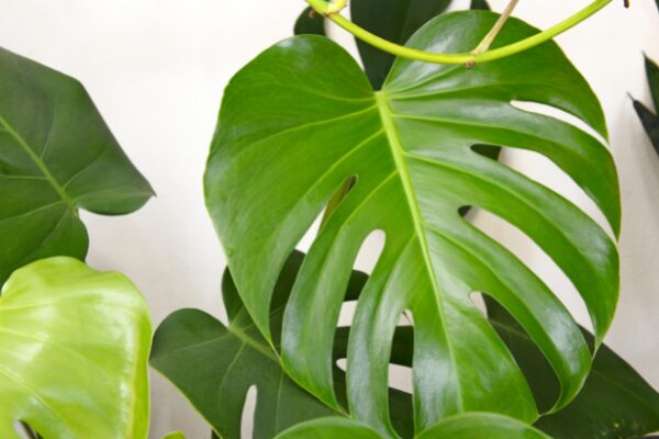 Monstera Deliciosa ‘Split Leaf plant’