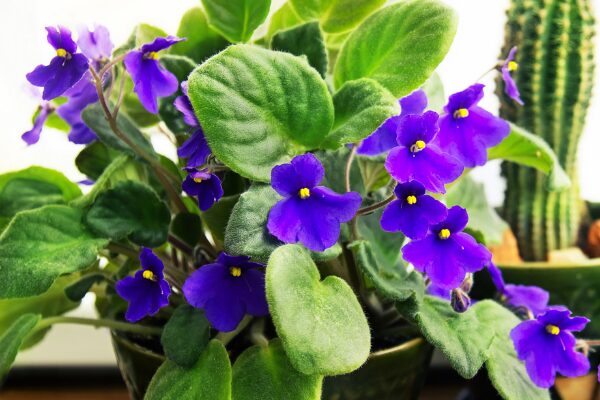 African Violet