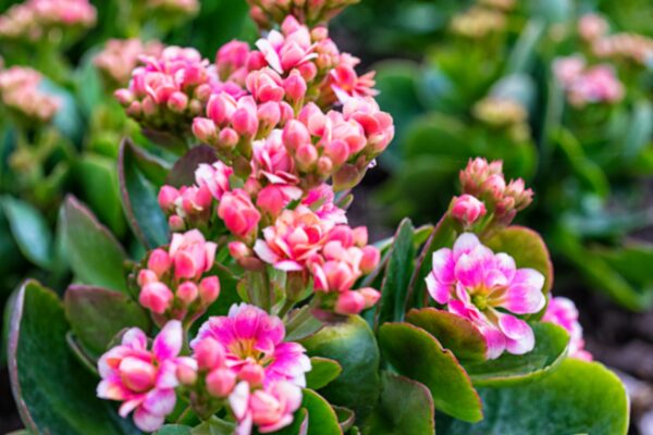 Kalanchoe
