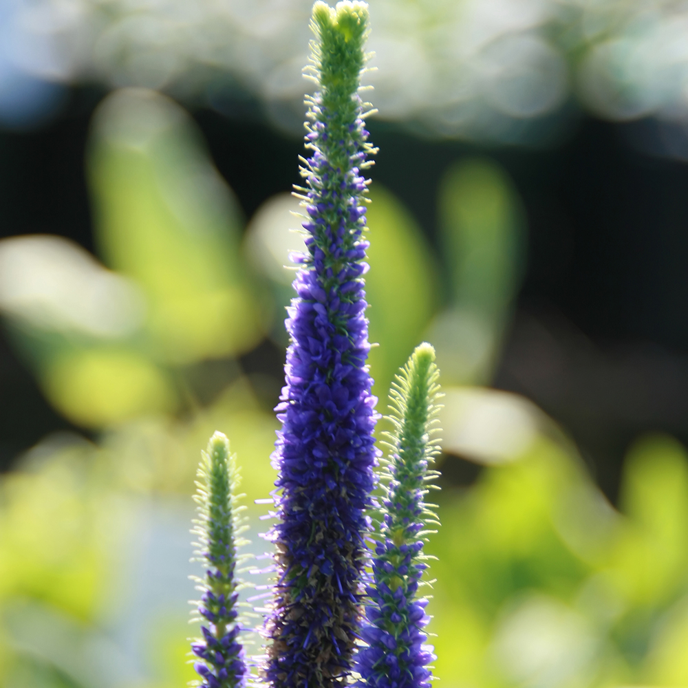 Veronica 'Royal Candles'