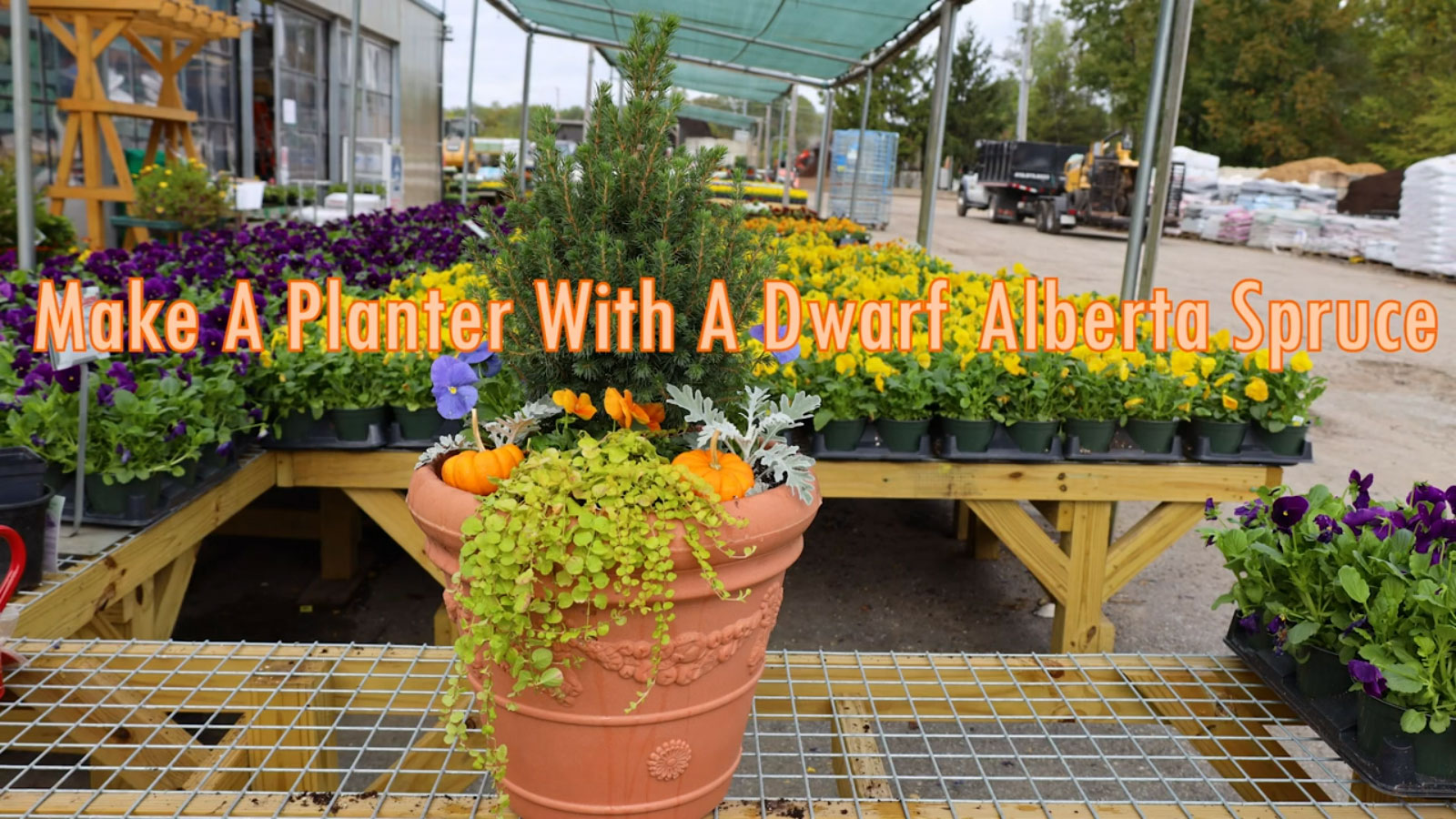 Make A Fall Planter With A Dwarf Alberta Spruce