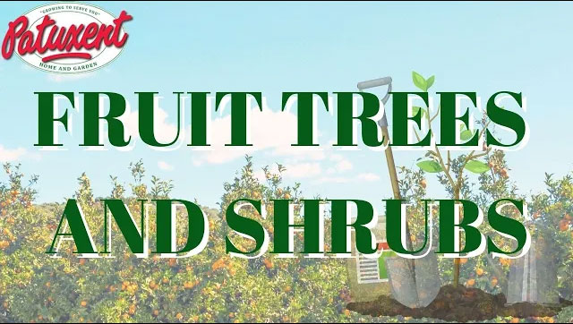 Fruit Trees & Shrubs