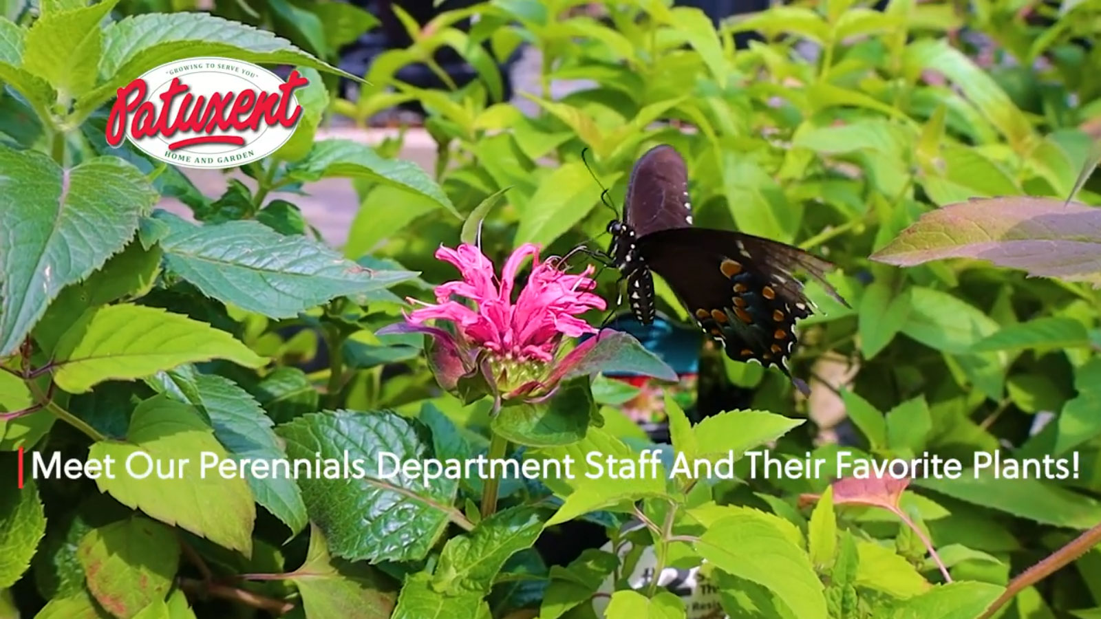 Meet Our Perennials Staff And Their Favorite Plants