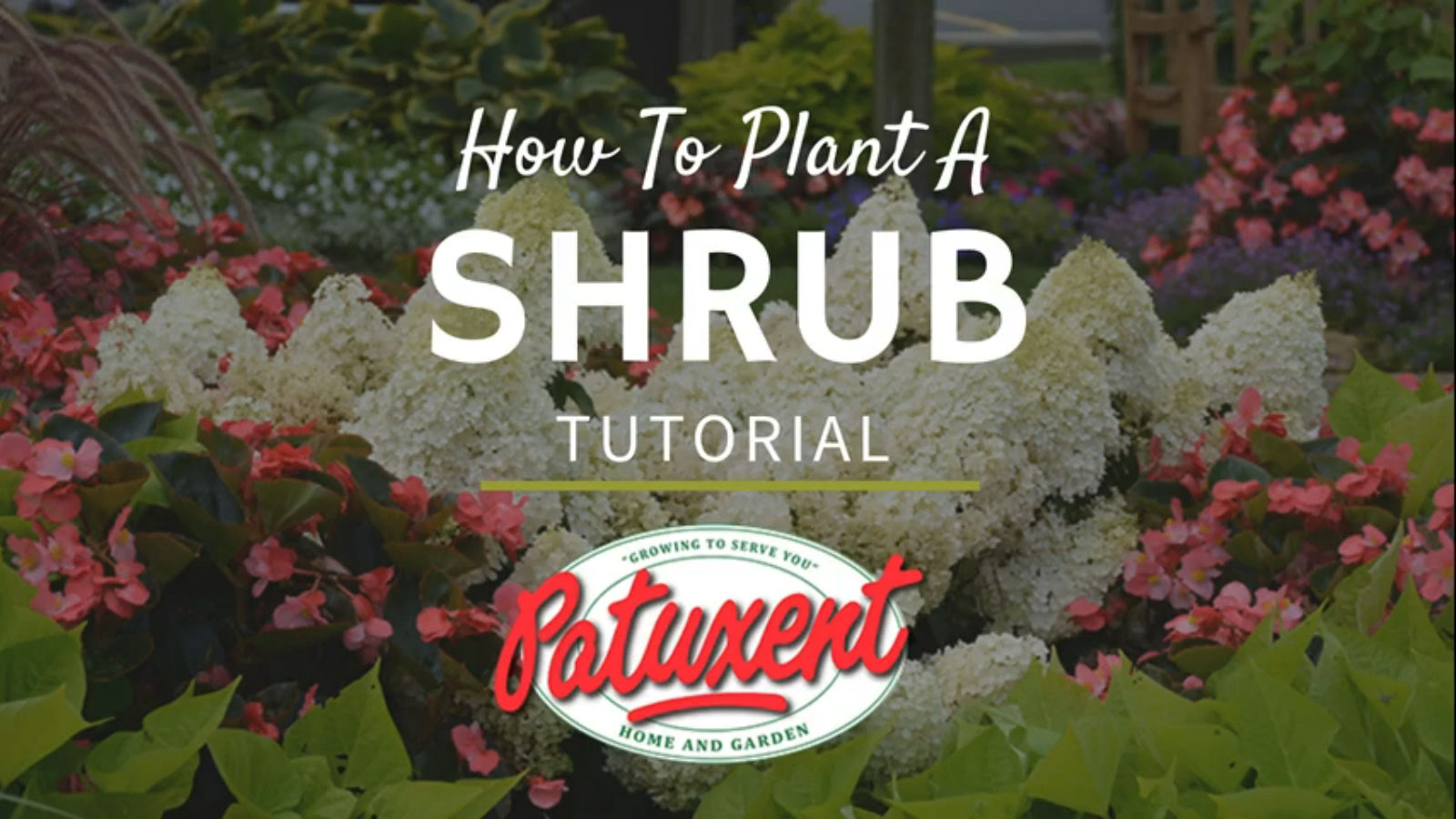 How to Plant A Shrub