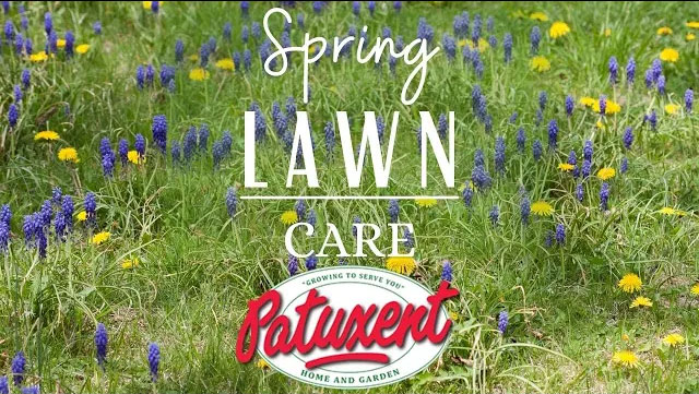 Spring Lawn Care