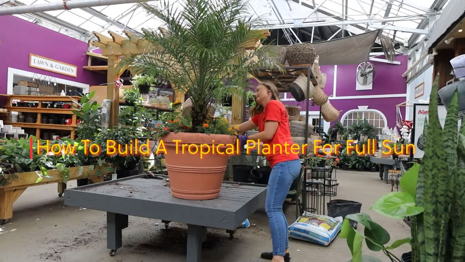 How To Build A Tropical Full Sun Planter