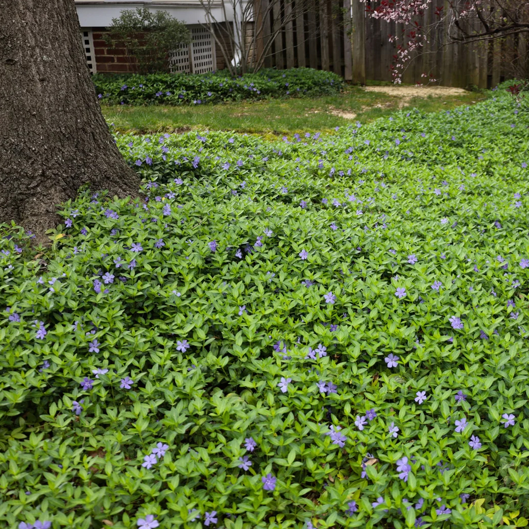 Vinca Minor 'Periwinkle'