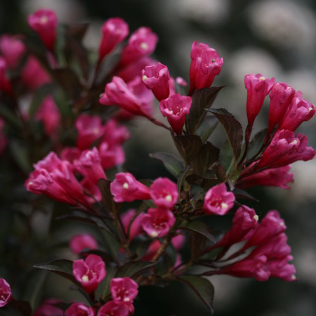 Weigela 'Wine & Roses®'