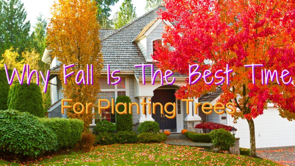 Why Fall Is The Best Time For Planting Trees