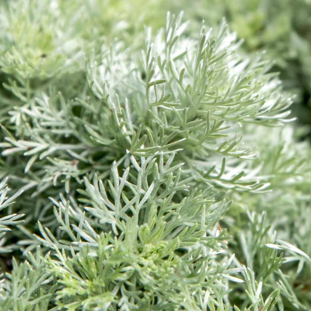 Artemisia 'Silver Mound'