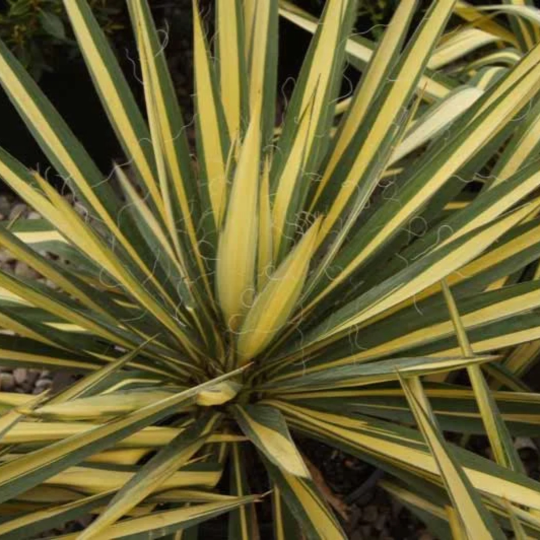 Yucca 'Color Guard'