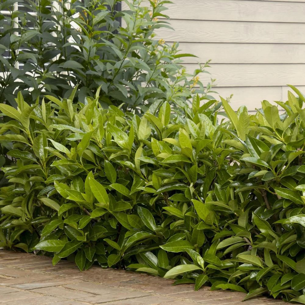 Viburnum 'Chindo Sweet'